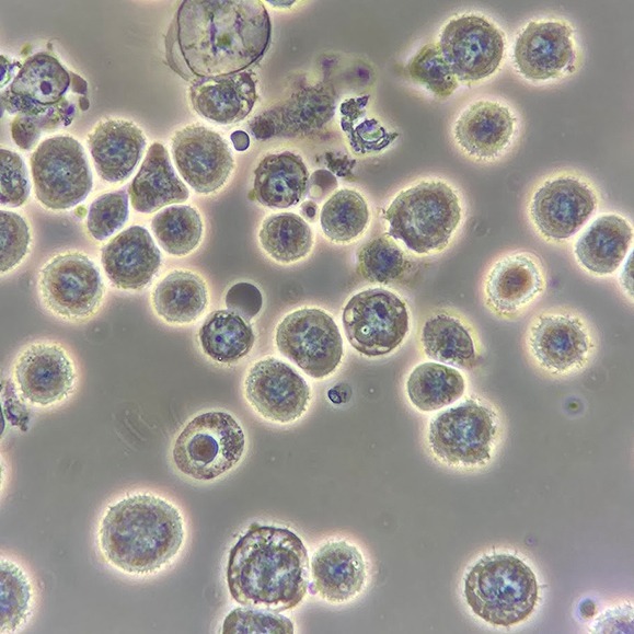 imgi_10_d27efe231325da72a7734e884419baa8